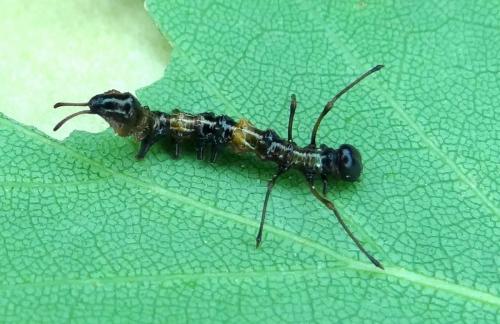 Stauropus fagi